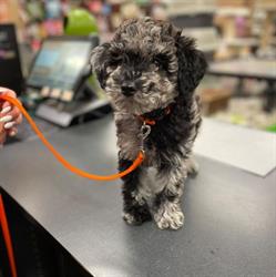 Pet Valu, Timmins, ON opening hours