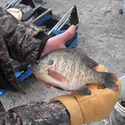 Bass Haven, Wallaceburg, ON opening hours