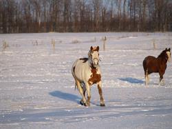 Grace Farms, Brucefield, ON opening hours