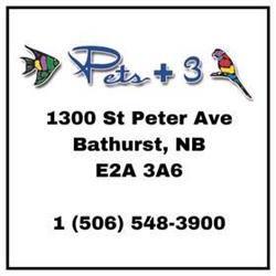 Pets Plus 3, Bathurst, NB opening hours