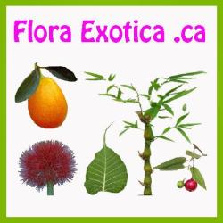 Flora Exotica in Saint-Laurent, QC (Canada) - Opening Hours