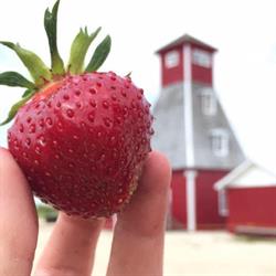 Boonstra Farms, Stonewall, MB opening hours