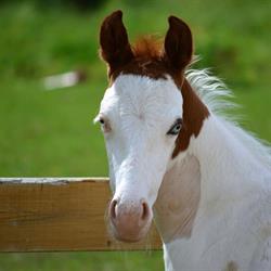 Circle J Ranch, Metcalfe, ON opening hours