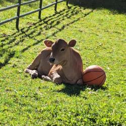 Windreach Farm, Ashburn, ON opening hours