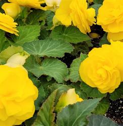 D & l Nurseries, Musquodoboit Harbour, NS opening hours
