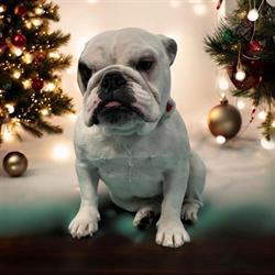 Its a Dogs Life Pet Spa, Saskatoon, SK opening hours