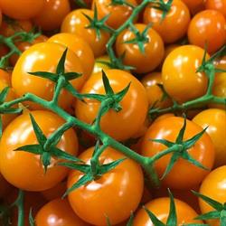 Amco Produce Incorporated, Leamington, ON opening hours