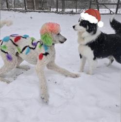 4 Paws Pet Lodge, Lakefield, ON opening hours