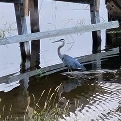 Blue Heron Resort, Spanish, ON opening hours