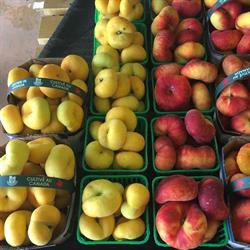 Delhaven Orchards, Blenheim, ON opening hours