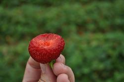 Mclean Berry Farm, Lakefield, ON opening hours