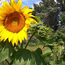 Pinewood Orchards, Kanata, ON opening hours