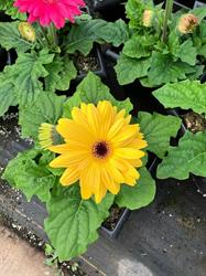 Avon Valley Floral, Falmouth, NS opening hours