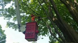 D & D Tree Service, Brockville, ON opening hours
