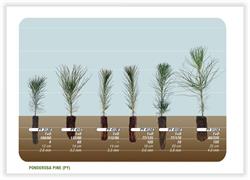 PRT Vernon Nursery, opening hours