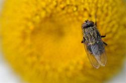 Urban Pest Control, Georgetown, ON opening hours
