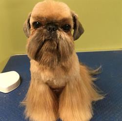 Durham Dog Grooming, Whitby, ON opening hours