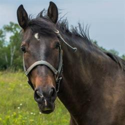 Ferme Duquette (La), Val-David, QC opening hours