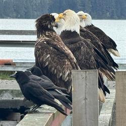 Nimpkish Hotel & Pub, Alert Bay, BC opening hours