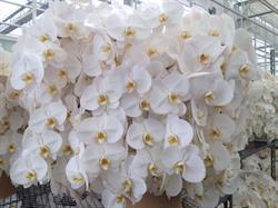 Oriental Orchids Ltd. (Wholesale Only), Burnaby, BC opening hours