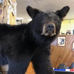 Cactus Jacks Hairshop, Rocky Mountain House, AB opening hours