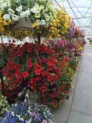 Hi-Way Greenhouse Ltd, Saskatoon, SK opening hours