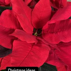 Lucys Flowers & Gifts, Wawanesa, MB opening hours