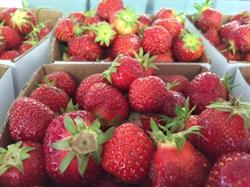 Macklins Farm Produce, Sarnia, ON opening hours