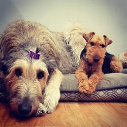 Churchill Dog Groomers, Saskatoon, SK opening hours