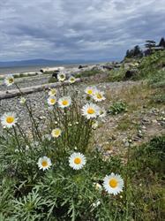 Town Of Qualicum Beach, opening hours