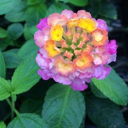 Scharringa Greenhouses, Waterdown, ON opening hours