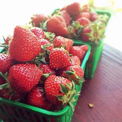 Taylor Strawberry Farm, Windermere, ON opening hours