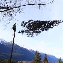 Windfirm Tree Services, Squamish, BC opening hours
