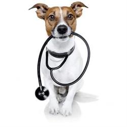 Machray Animal Hospital, Winnipeg, MB opening hours