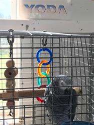 Parrot Island Sanctuary, Peachland, BC opening hours