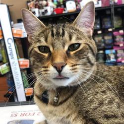 Pet Valu, Whitby, ON opening hours