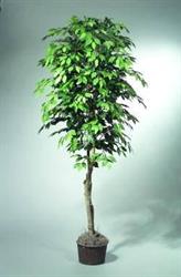 Tropical Plant Services, Oakville, ON opening hours