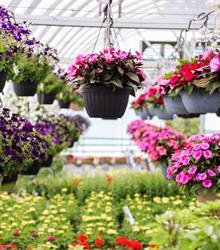 Comeau Greenhouses J & r, Saulnierville, NS opening hours