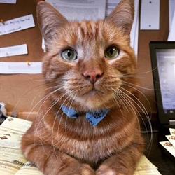 Eldale Veterinary Clinic, Elmira, ON opening hours
