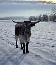 Central Veterinary Clinic, Ponoka, AB opening hours