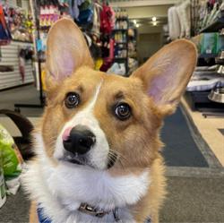 Best Friends Pet Supply, Barrhead, AB opening hours
