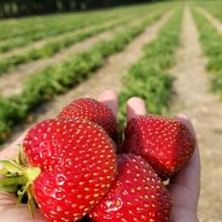 Grand Valley Strawberries, Brandon, MB opening hours
