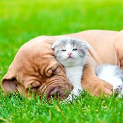 Blue Cross Animal Hospital, Kitchener, ON opening hours
