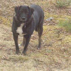 Pets Pals Boarding Kennels, Havre Boucher, NS opening hours