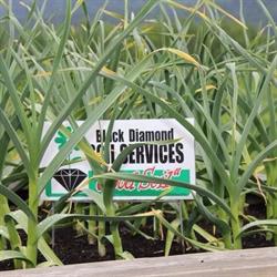 Black Diamond Soil Services, Grindrod, BC opening hours