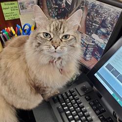 Pet Valu, Courtice, ON opening hours
