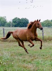 Nassagaweya Equine Services, Campbellville, ON opening hours