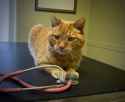 Merritt Veterinary Hospital, opening hours