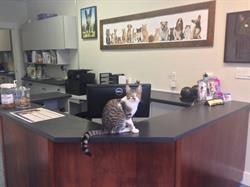 Acadia Veterinary Clinic LTD in Vancouver, BC (Kitsilano) - Opening Hours