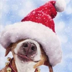 All Bark No Bite Dog Grooming, Madoc, ON opening hours